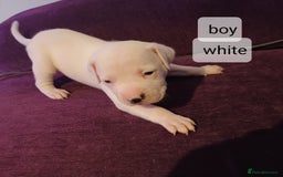 Staffordshire Bull Terrier dogs for sale: Puppi Staffordshire Bull terrier,white verry rare - Image 9