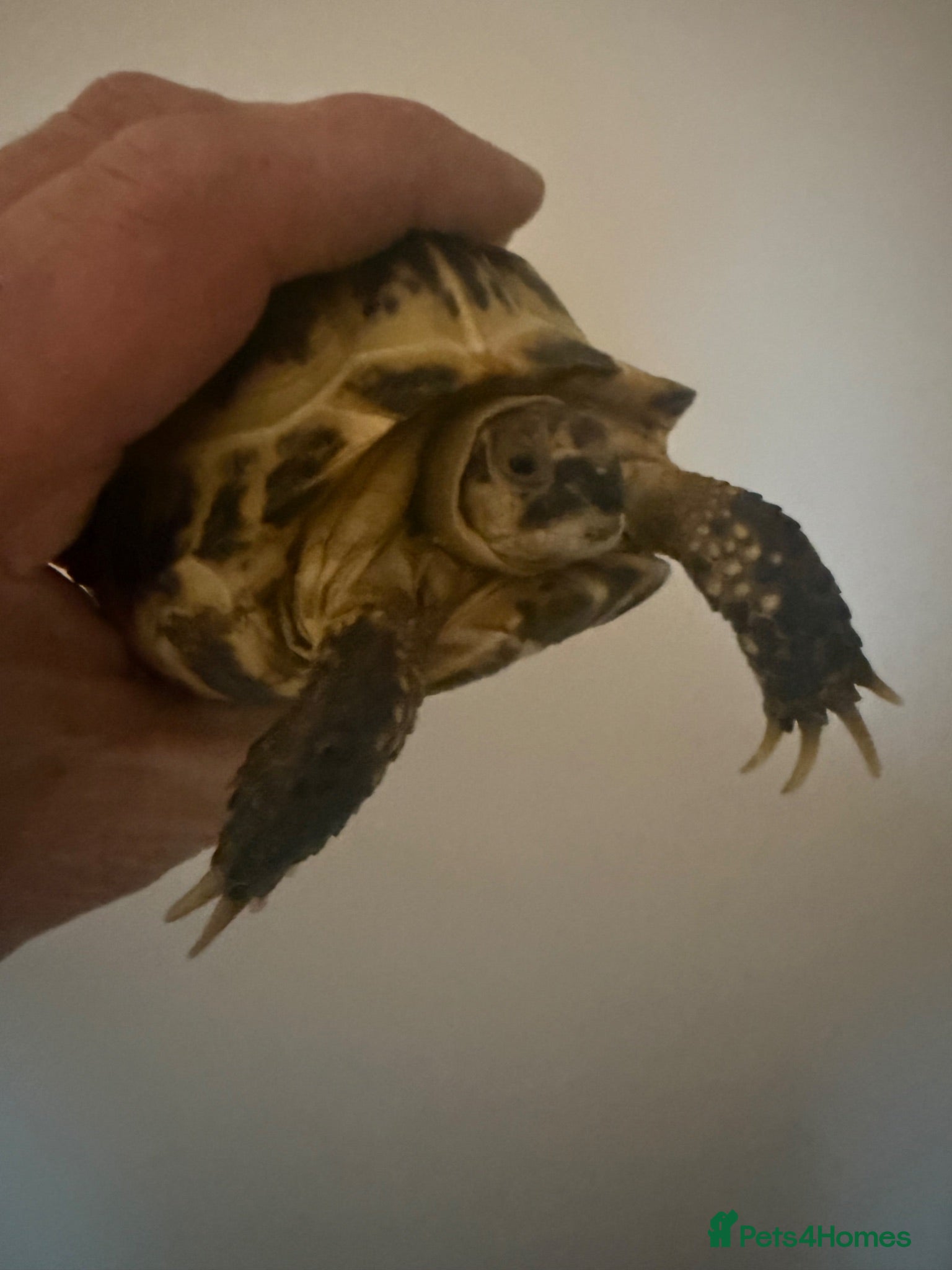 Tortoise reptiles 2 1/2 year Old Youngling Horsfield Tortoise - Advert 2