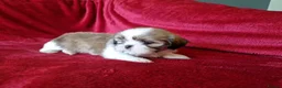 Shih Tzu dogs for sale: Miniature Shih-tzu's  - Advert 4