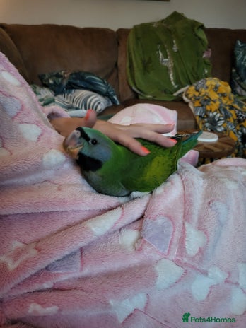 Parakeets birds - Advert 1