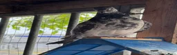 Pigeons birds for sale: Pakistani high flyers  - Advert 7