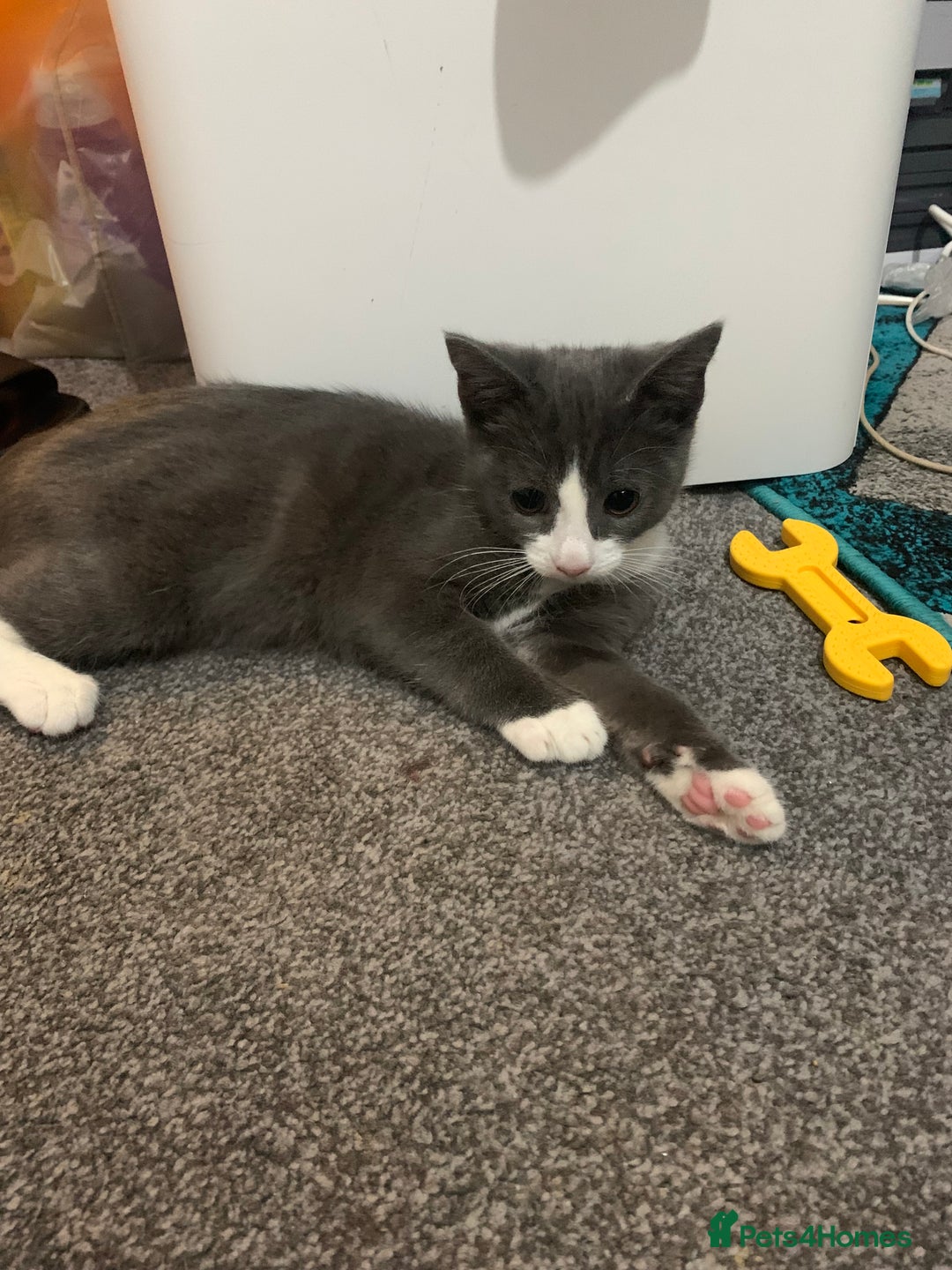 Mixed Breed cats for sale: Beautiful 10week old Kitten - Advert 5