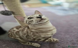 Bengal cats for sale: TICA REG 💕 2 Beautiful bengal boys  - Image 17