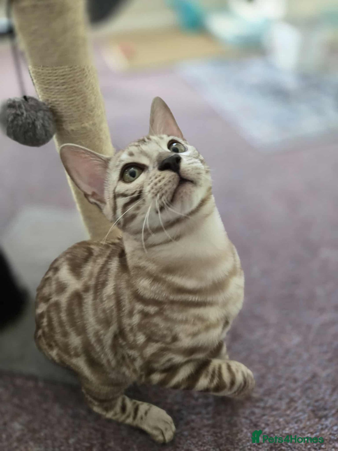 Bengal cats for sale: TICA REG 💕 2 Beautiful bengal boys  - Image 17