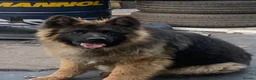 German Shepherd dogs for sale: Selling German shepherd male Hugo  - Advert 2