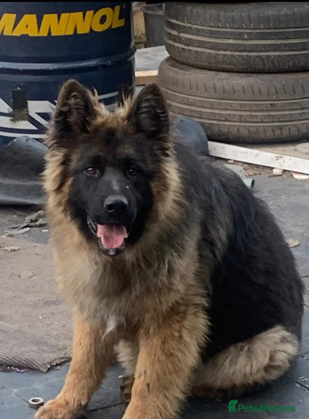German Shepherd dogs for sale: Selling German shepherd male Hugo  - Advert 2