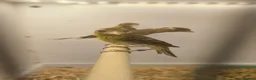 Canaries birds for sale: Canaries for sale  - Advert 17
