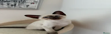 Siamese Kitten 5