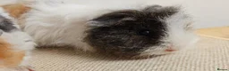 Guinea Pig rodents for sale: Baby female longhaired guinea pigs - Advert 3