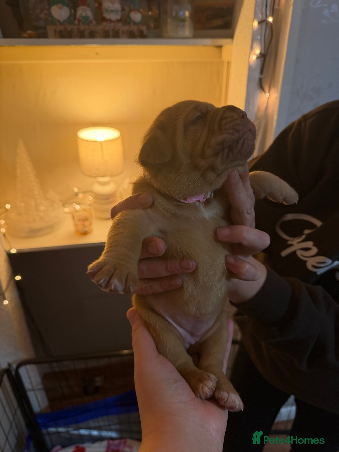 Dogue De Bordeaux dogs for sale: Beautiful Dogue De Bordeaux Puppies - Advert 19