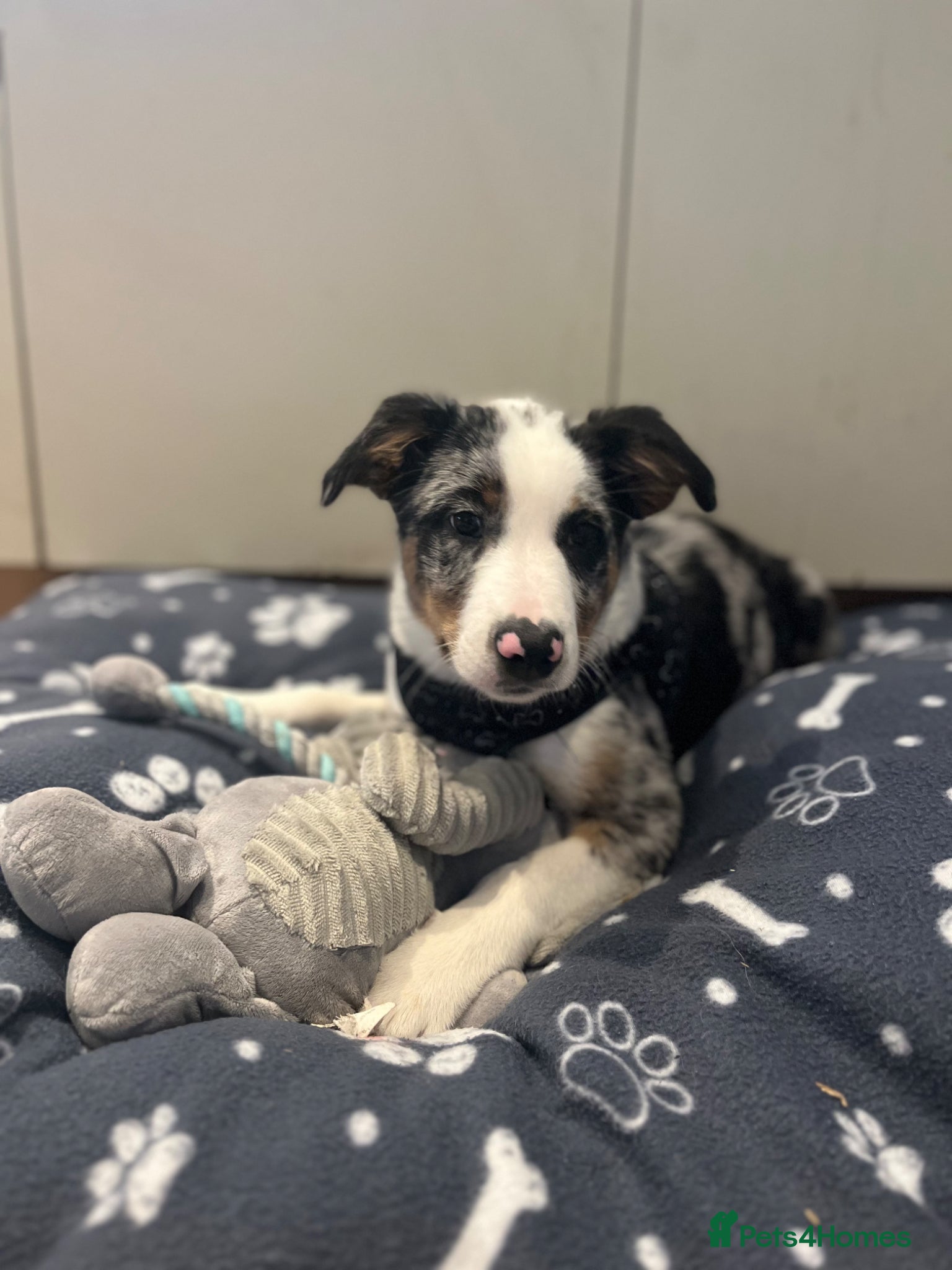 Border Collie dogs beautiful blue merle last boy left  - Advert 4