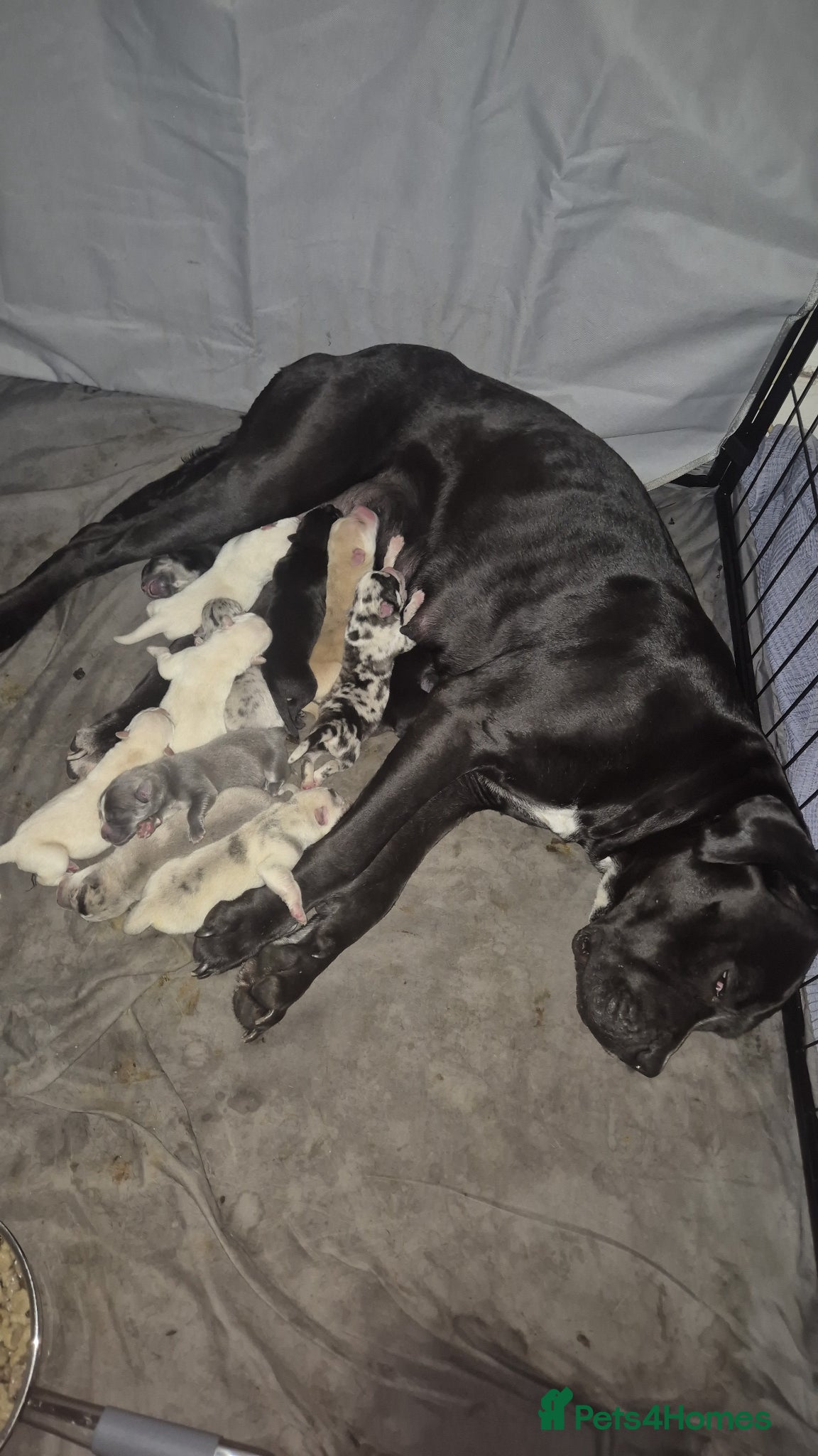 Mixed Breed dogs Female cane corso an our mal husky cross chow chow - Advert 2