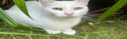 Mixed Breed cats for sale: Female Whait kittens for ready new home in Coventry - Advert 1