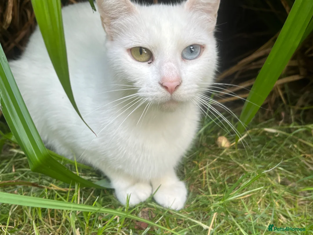 Mixed Breed cats for sale: Female Whait kittens for ready new home in Coventry - Advert 1