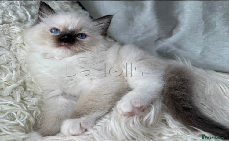 Ragdoll cats Only Two Kittens Available ready to go 🐾 - Advert 5