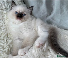 Ragdoll cats Only Two Kittens Available ready to go 🐾 - Advert 7