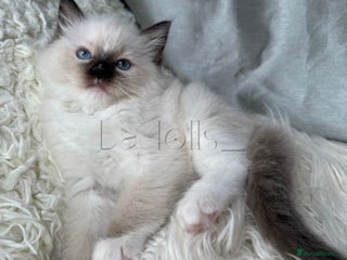 Ragdoll cats Only Two Kittens Available ready to go 🐾 - Advert 8