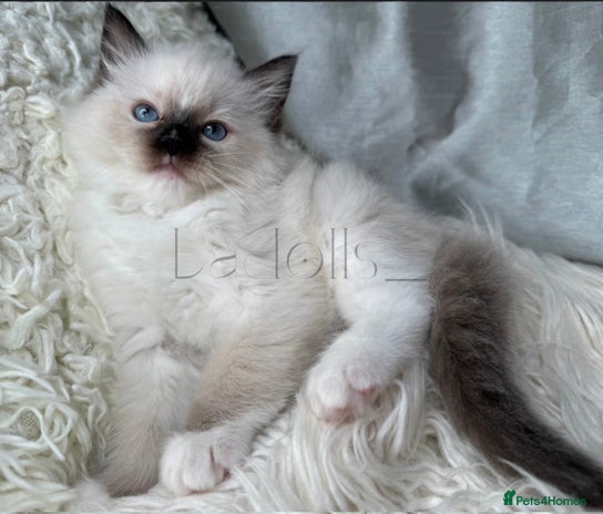 Ragdoll cats Only Two Kittens Available ready to go 🐾 - Advert 5