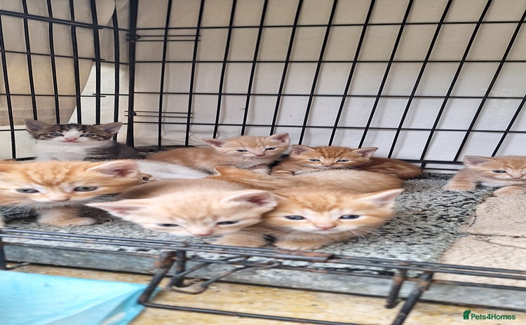 Mixed Breed cats - Advert 12