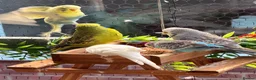 Budgerigars birds for sale: 12 Budgies Available Mixed  - Advert 7