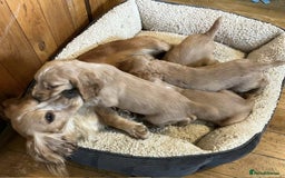 Cocker Spaniel dogs for sale: Beautiful Red Cocker Spaniel Puppies - Image 13