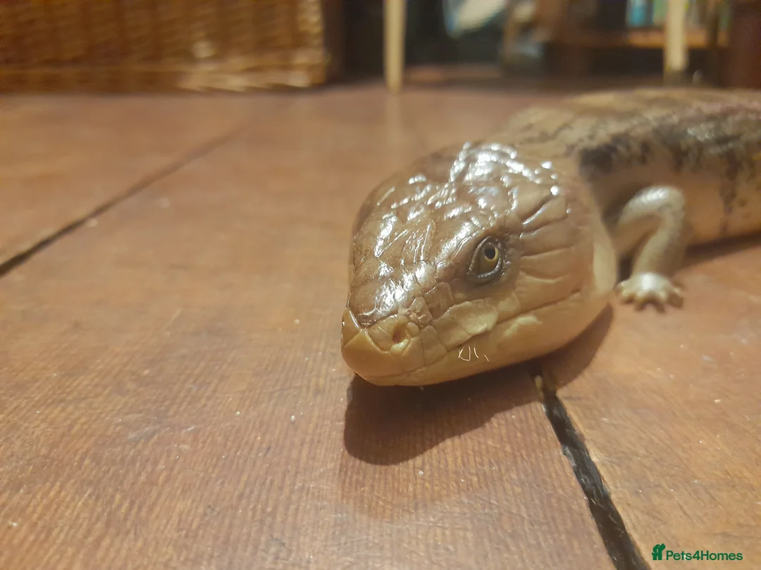 Skink reptiles for sale: Northern blue tongued skink (female) + setup - Advert 5