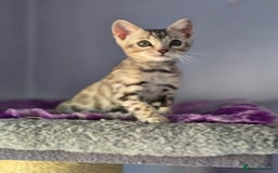 Bengal cats for sale: TICA Champion Bengal Kittens  - Image 14