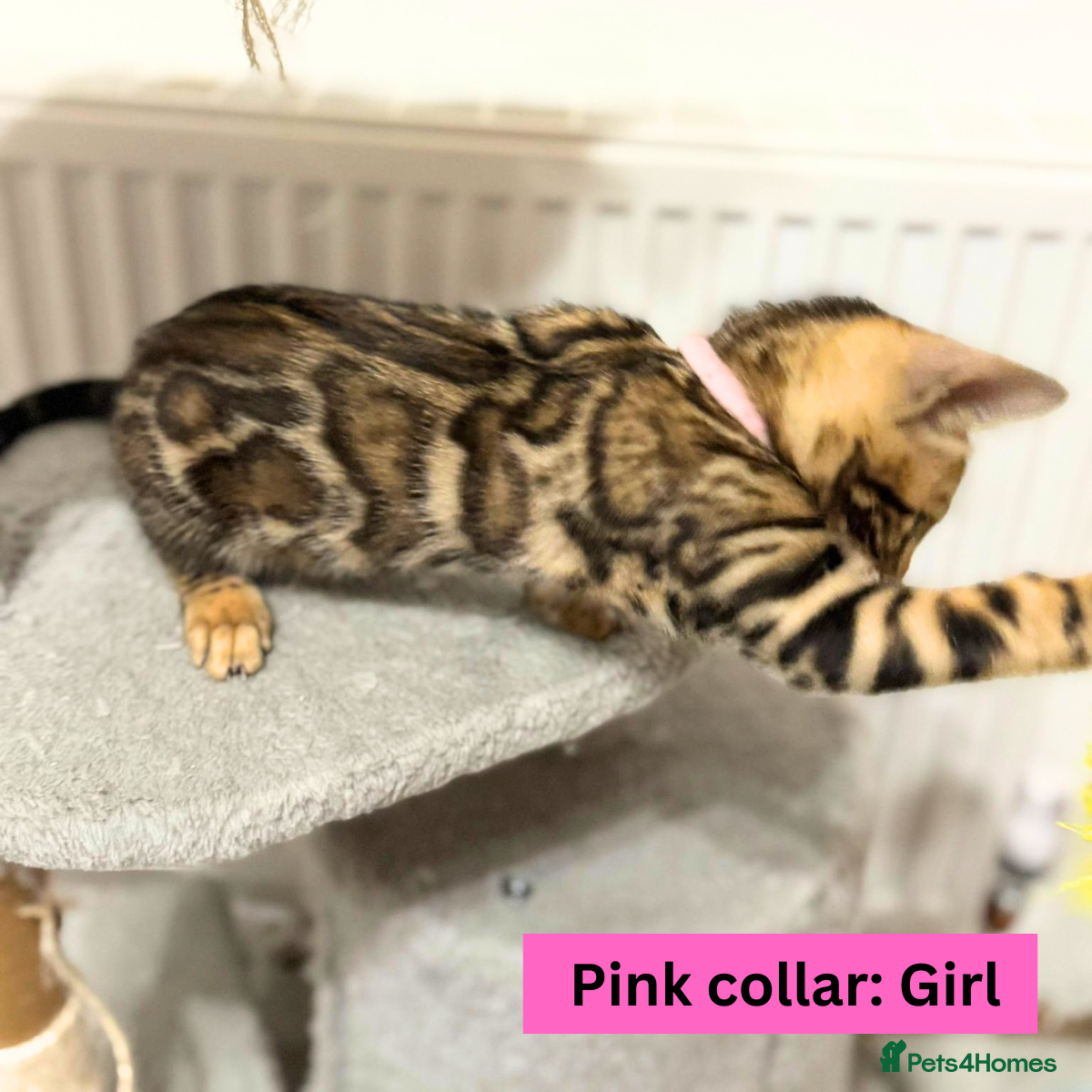 Bengal cats for sale: Luxury 5-Generation-Pedigree Bengal Kittens - Advert 17