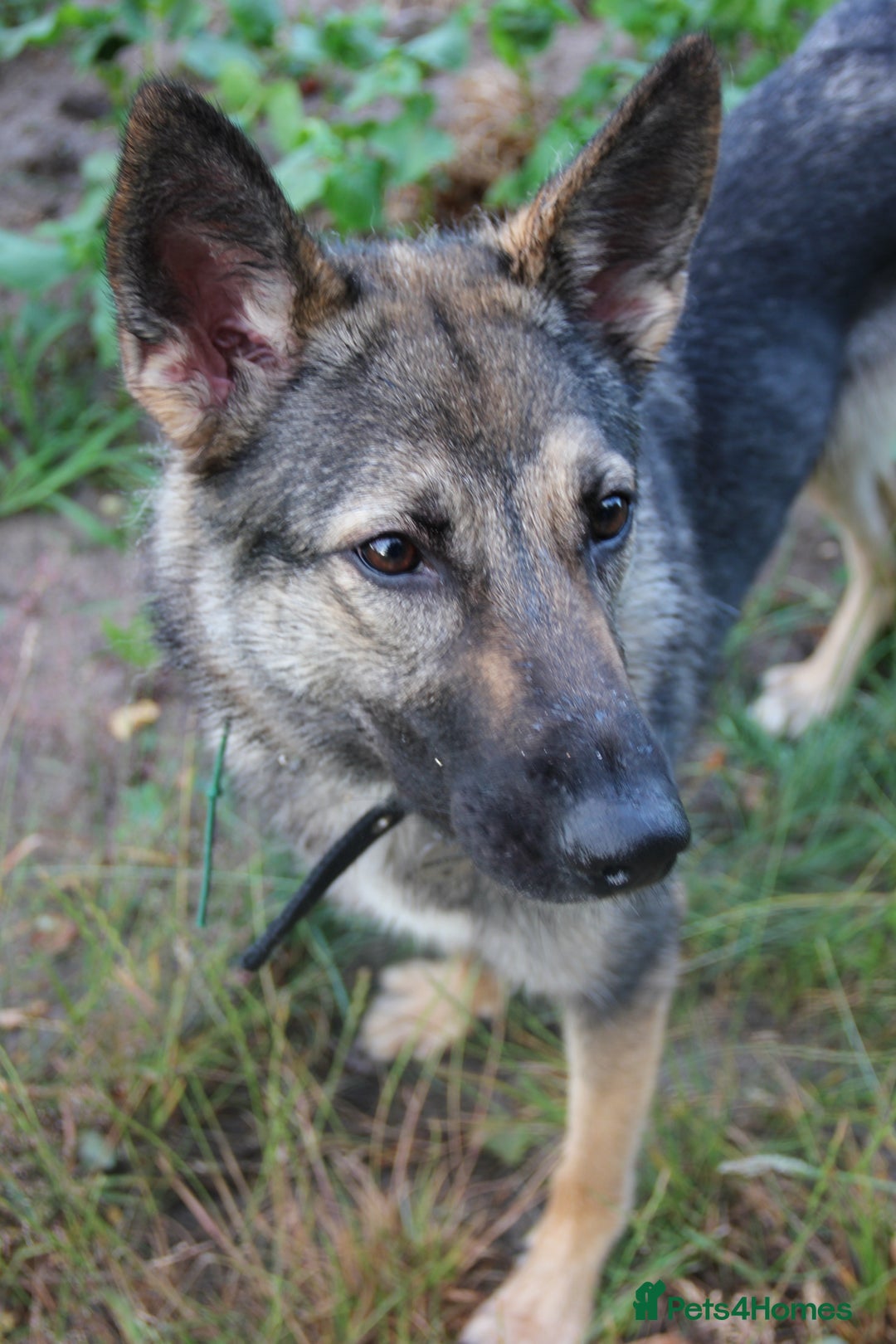 German Shepherd dogs for sale: Working line German Shephard is looking for a home - Advert 4