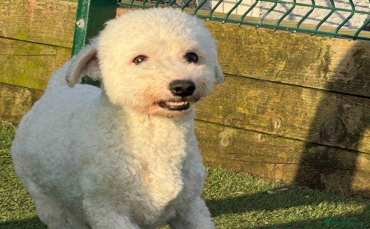 Bichon Frise dogs - Advert 3