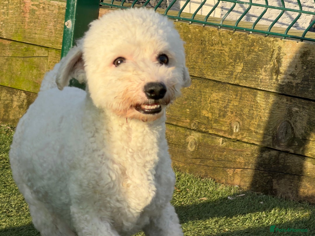 Bichon Frise dogs for sale: 💙 Bichon Frise Male Seeking a Loving Pet Home 💙 - Image 1