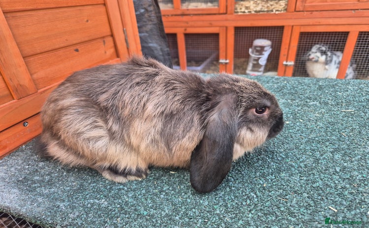 Mini Lop rabbits - Advert 15