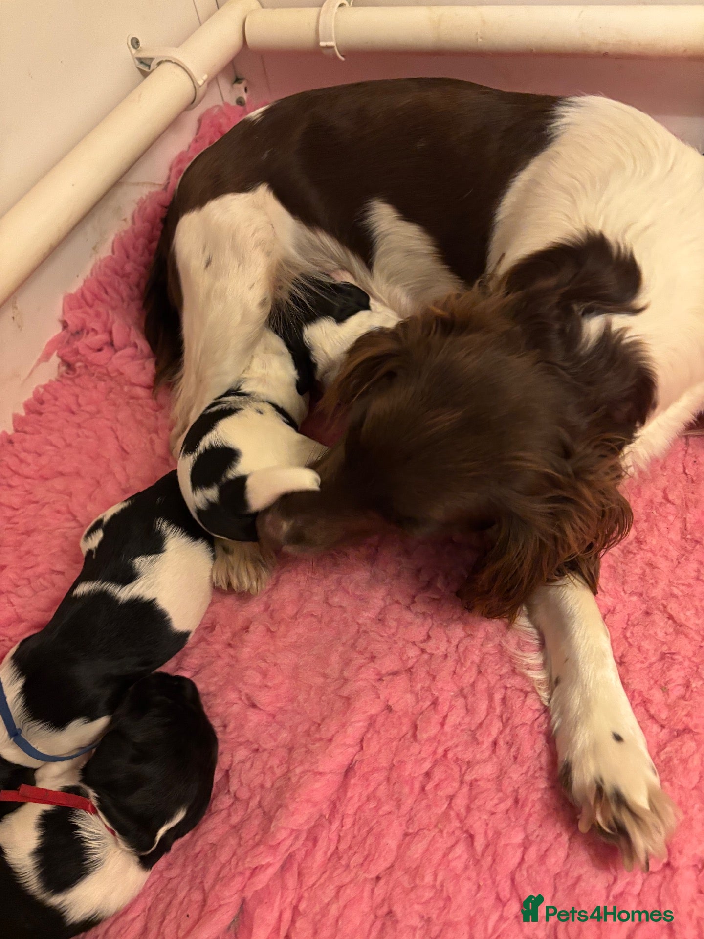 English Springer Spaniel dogs Springer spaniel puppies - Advert 2