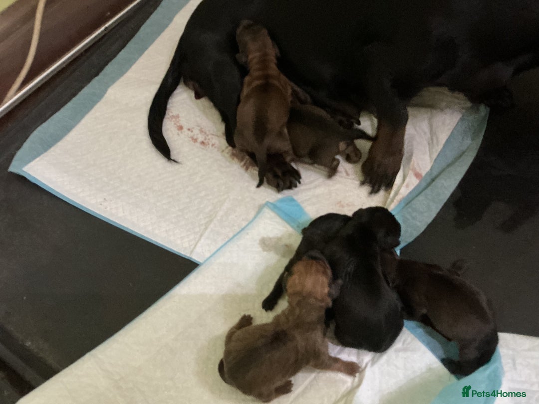 Dachshund dogs for sale: Dachshunds pure bred puppies for sale - Image 14