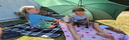 Whippet dogs for sale: Whippet puppies (small) blue, boys - Advert 13
