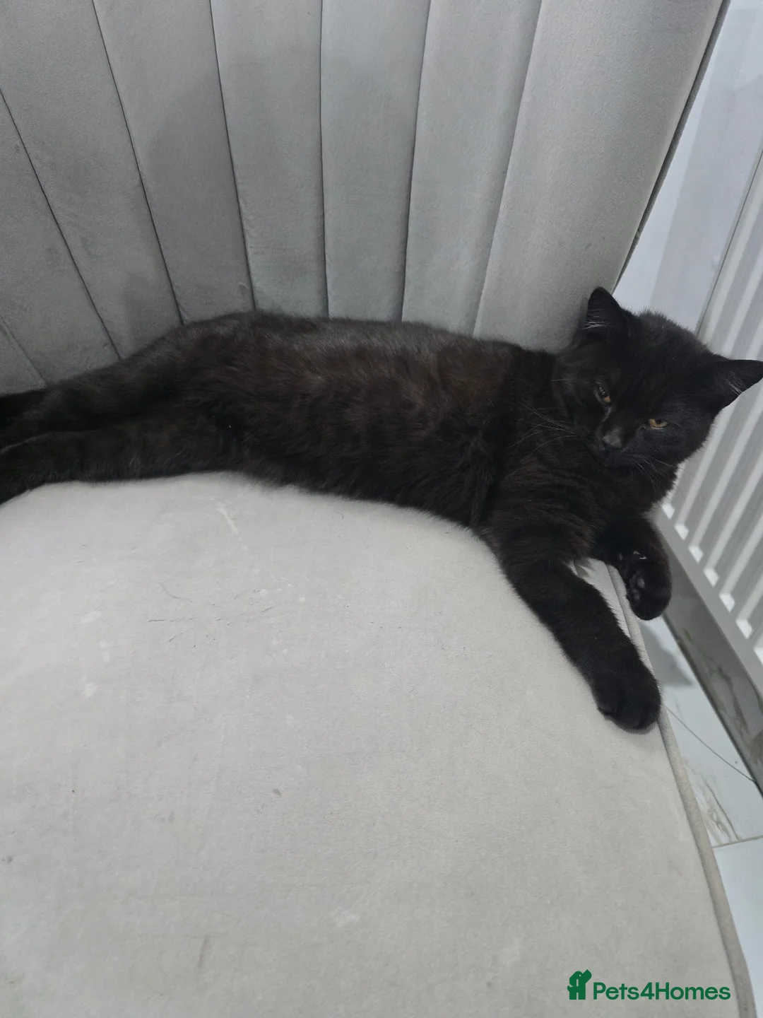 British Shorthair cats for sale: Black Male BSH Cat - Advert 2