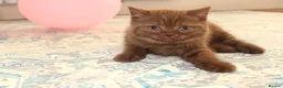 British Shorthair cats for sale: Chocolate & Cinnamon ⭐ British Shorthair Kittens  - Advert 11