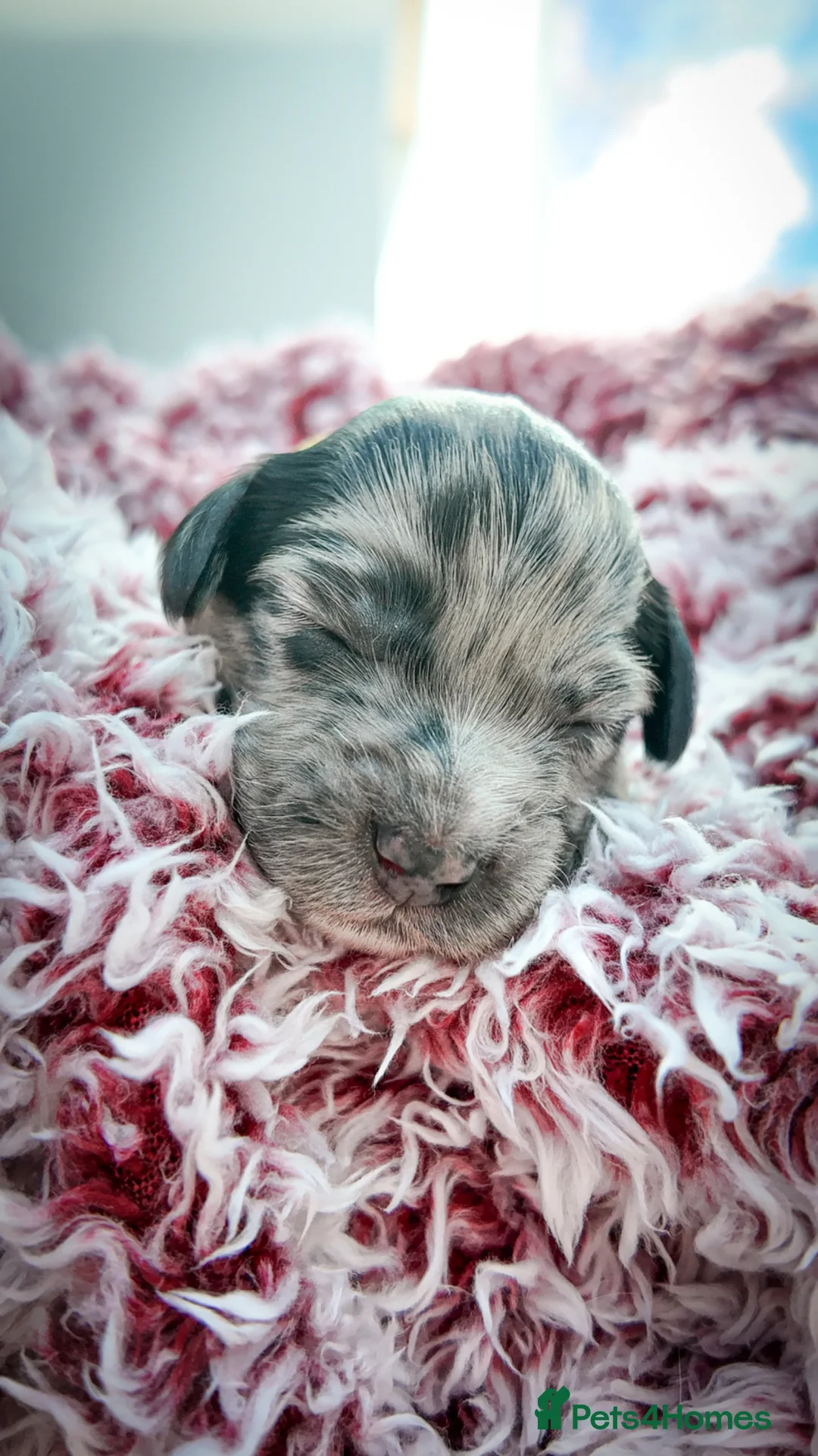 Mixed Breed dogs for sale: Mini Australian Labradoodle. Labradoodle/Cockapoo - Advert 29