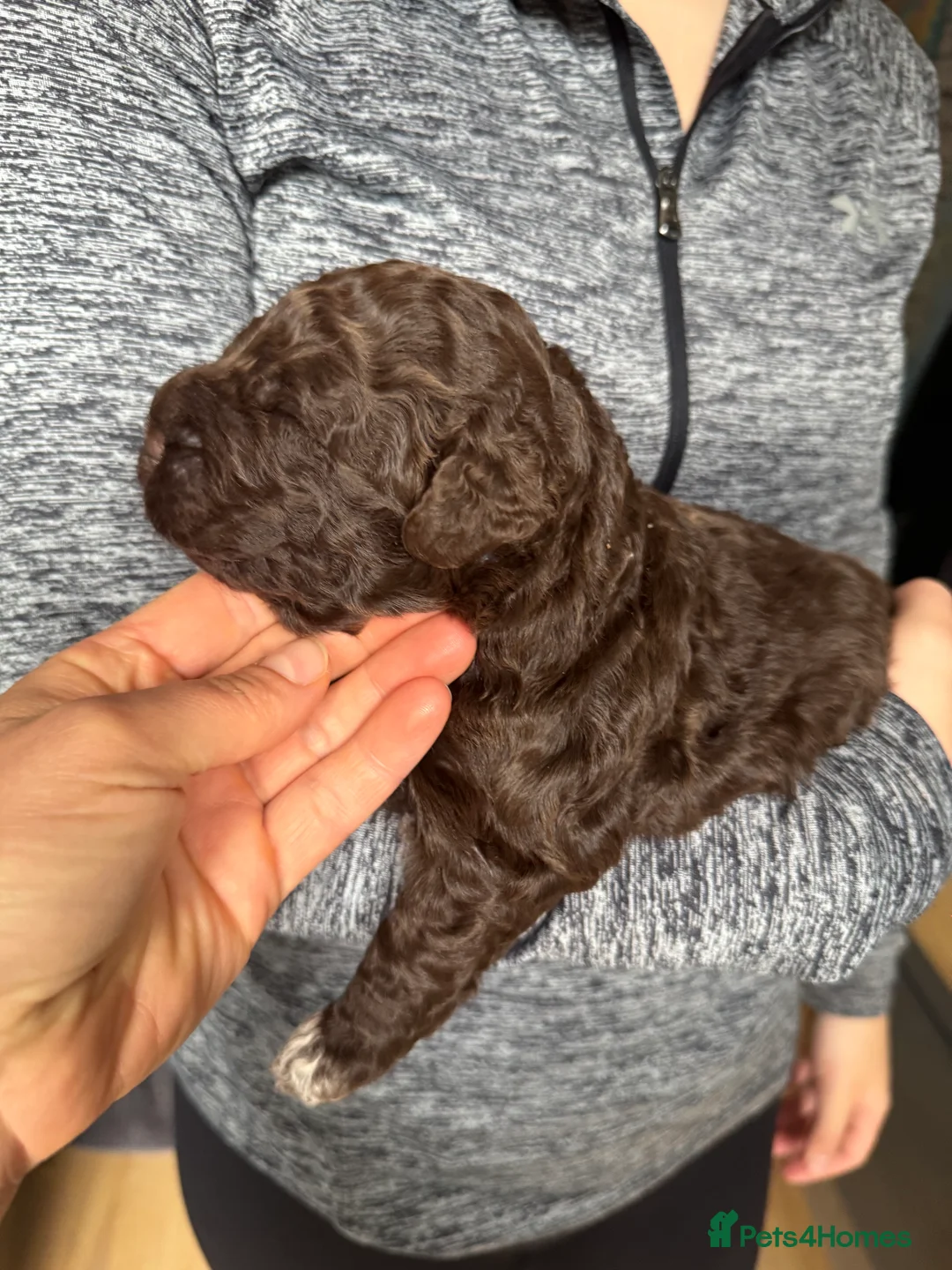 Lagotto Romagnolo dogs for sale: Lagotto Romangalo for sale KC reg.Italian parents  - Advert 2