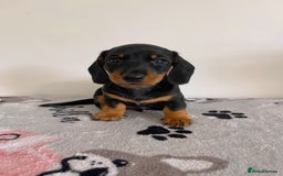 Miniature Dachshund dogs for sale: Miniature Dachshund Puppies  - Image 8