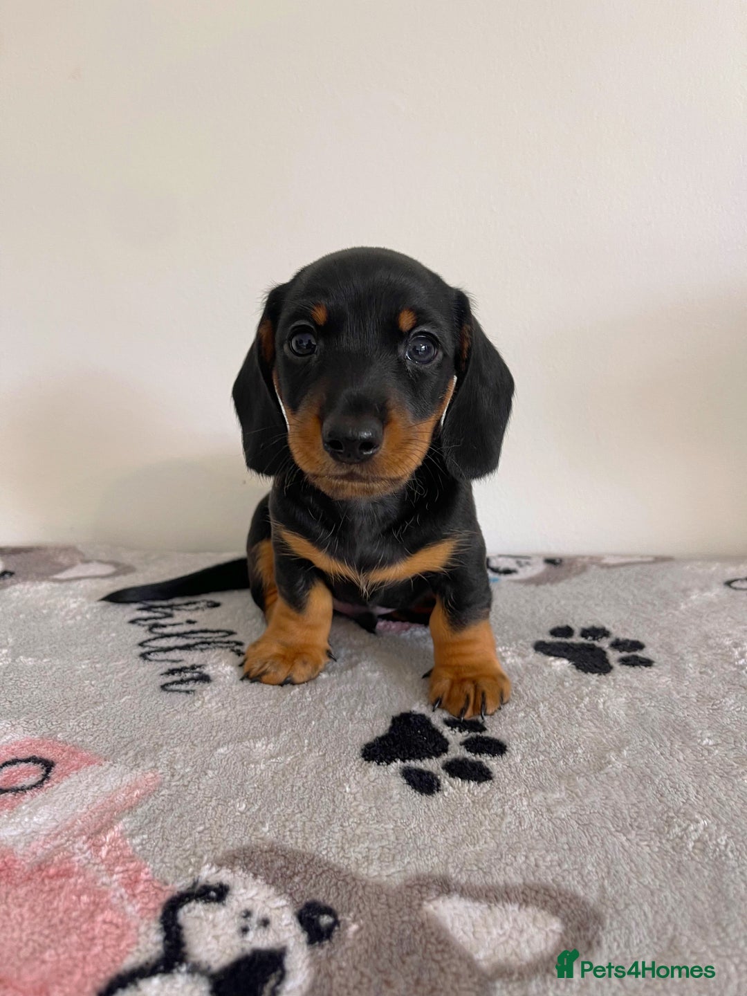 Miniature Dachshund dogs for sale: Miniature Dachshund Puppies  - Image 8