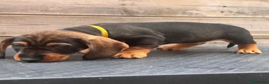 Dachshund Puppy 2 resvered  