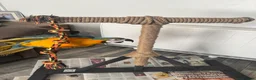 Macaws birds for sale: Blue and gold macaw  - Advert 7