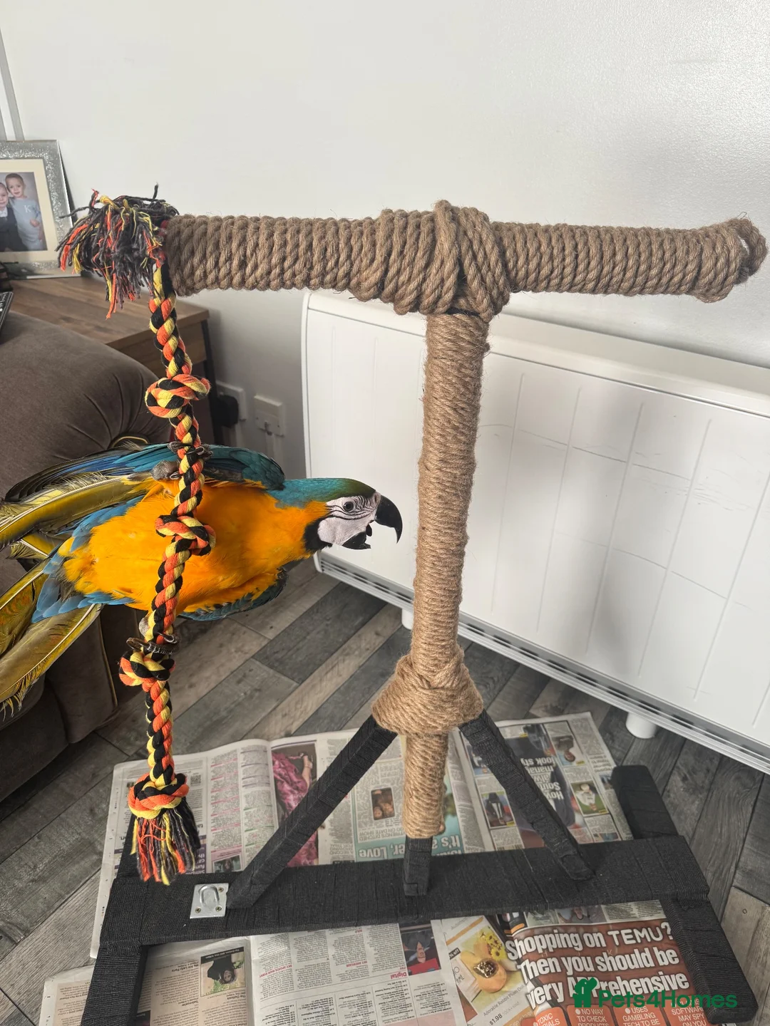Macaws birds for sale: Blue and gold macaw  - Advert 7