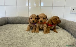 Cockapoo dogs for sale:  ❤️f1 cockapoos now having viewing 5 wks old  - Image 10