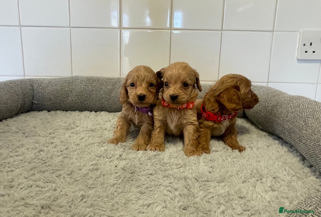Cockapoo dogs for sale:  ❤️f1 cockapoos now having viewing 5 wks old  - Image 10