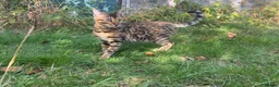 Bengal cats for sale: TICA Registered Bengal Kitten - Stunning Rosettes - Advert 6