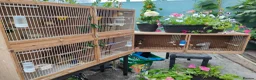Canaries birds for sale: Male & Female Canaries for sale - Advert 11