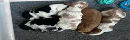 Cocker Spaniel dogs for sale: 🐾 Beautiful Cocker Spaniel Puppies 🐾 - Advert 11
