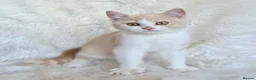 British Shorthair cats for sale: Gorgeous British shorthair kittens  - Advert 6